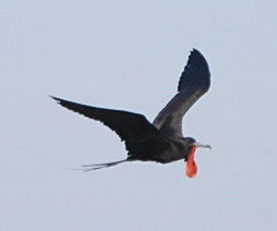 Magnificent Frigatebird